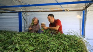 Muğla'da İpekböcekçiliği Canlanıyor