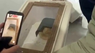 DKMP: Burdur’da 4 yasadışı yaban hayvanı evde ele geçirildi