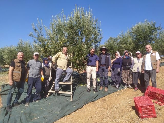 Akhisarlıların Tatlı Telaşı Zeytin Hasadı Başladı