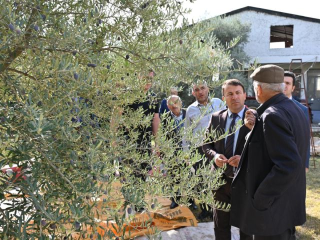 Denizli Tarım İl Müdürlüğü Zeytin Tarla Okulunu Tavas’ta Tamamladı