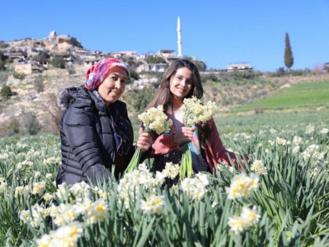Mersin Büyükşehirden Tarsus’ta Nergis Soğanı Dağıtımını Destekliyor