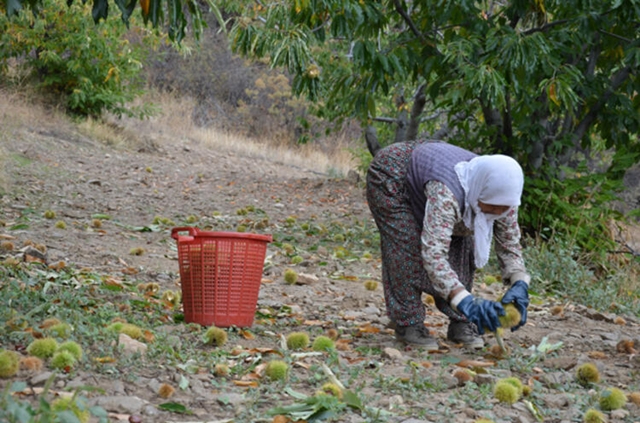 Sırıksız toplanmıyor! Kilosu 25 lira...