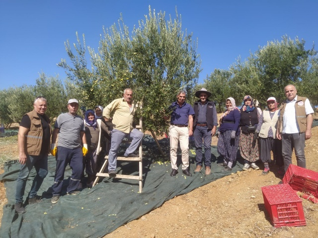 Akhisarlıların Tatlı Telaşı Zeytin Hasadı Başladı