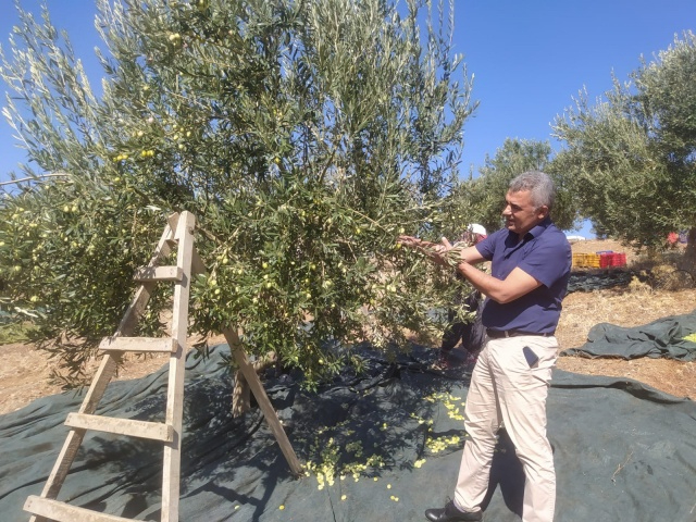 Akhisarlıların Tatlı Telaşı Zeytin Hasadı Başladı