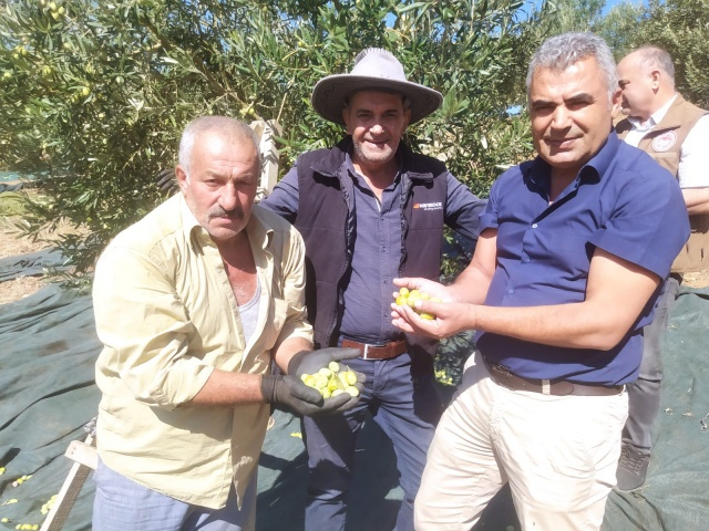 Akhisarlıların Tatlı Telaşı Zeytin Hasadı Başladı