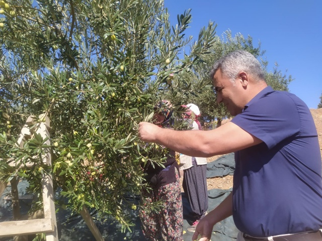 Akhisarlıların Tatlı Telaşı Zeytin Hasadı Başladı