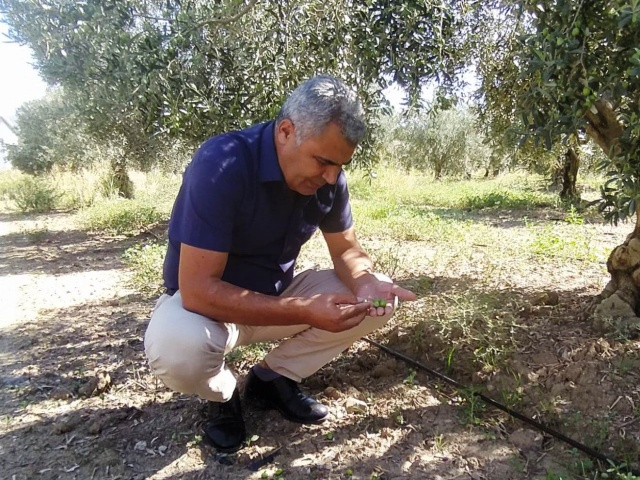 Akhisarlıların Tatlı Telaşı Zeytin Hasadı Başladı