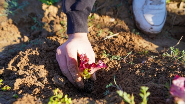 Tarsus Belediyesi'nden Tarıma ve Eğitime Destek: 5 Bin Marul Fidesi Toprakla Buluştu