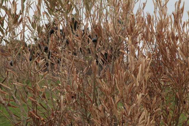 Çanakkale'de Yangından Etkilenen Çiftçilere Zeytin Fidanı Desteği