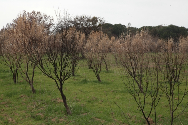 Çanakkale'de Yangından Etkilenen Çiftçilere Zeytin Fidanı Desteği