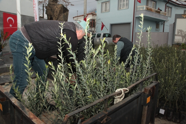 Çanakkale'de Yangından Etkilenen Çiftçilere Zeytin Fidanı Desteği