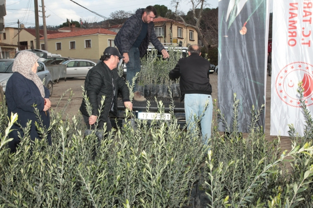 Çanakkale'de Yangından Etkilenen Çiftçilere Zeytin Fidanı Desteği