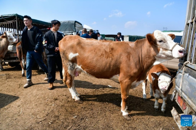 Çin’in Guizhou bölgesinde hayvan pazarı hareketlendi