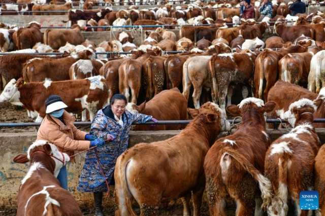 Çin’in Guizhou bölgesinde hayvan pazarı hareketlendi