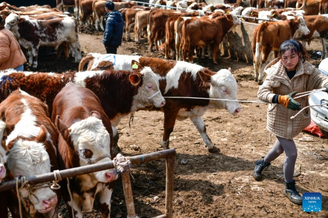 Çin’in Guizhou bölgesinde hayvan pazarı hareketlendi