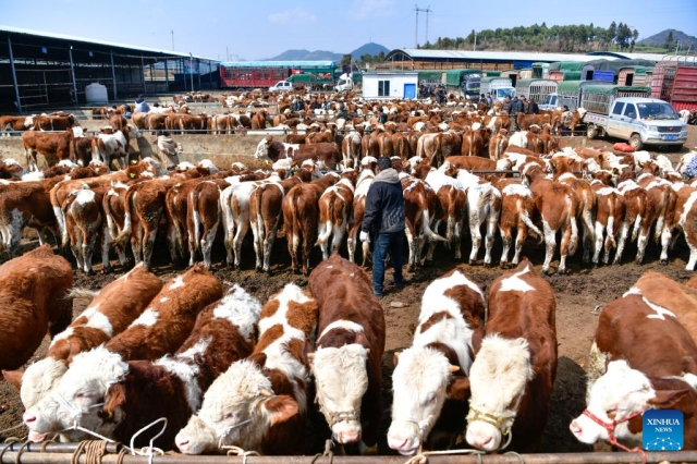 Çin’in Guizhou bölgesinde hayvan pazarı hareketlendi