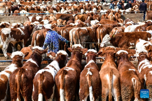 Çin’in Guizhou bölgesinde hayvan pazarı hareketlendi