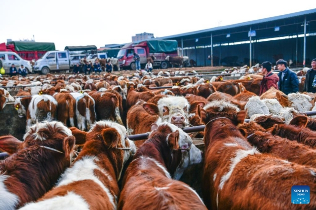 Çin’in Guizhou bölgesinde hayvan pazarı hareketlendi