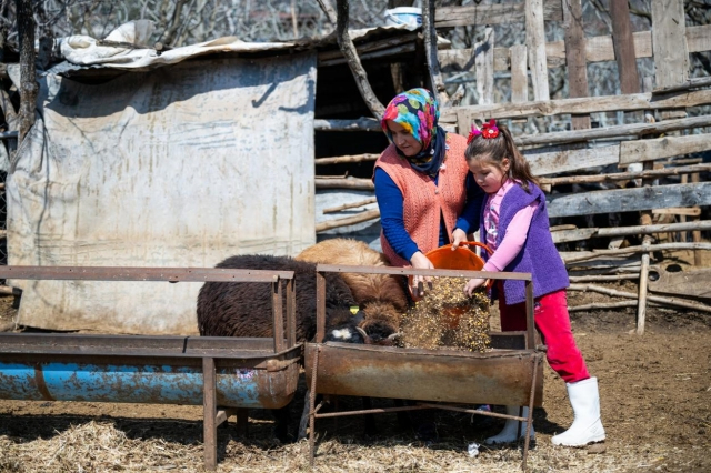 Kırsala Büyük Destek: 5 Yılda 7500 Küçükbaş Hayvan Dağıtıldı!