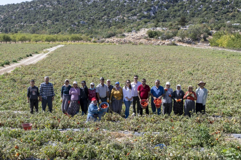 Mersin Büyükşehir çiftçiye yüzde 70 hibeli domates fidesi verdi