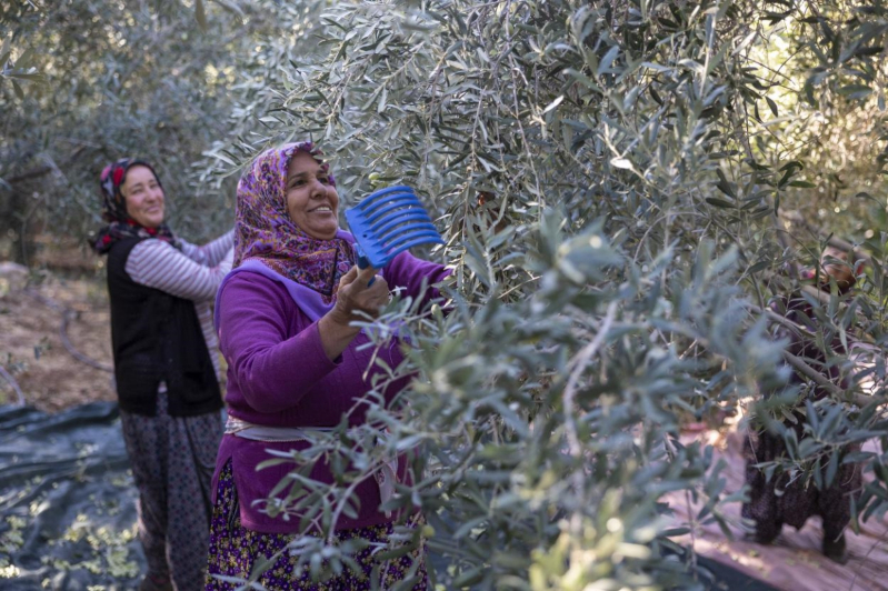 Mersin Büyükşehir’in zeytin fidanları üreticilere kazanç sağladı