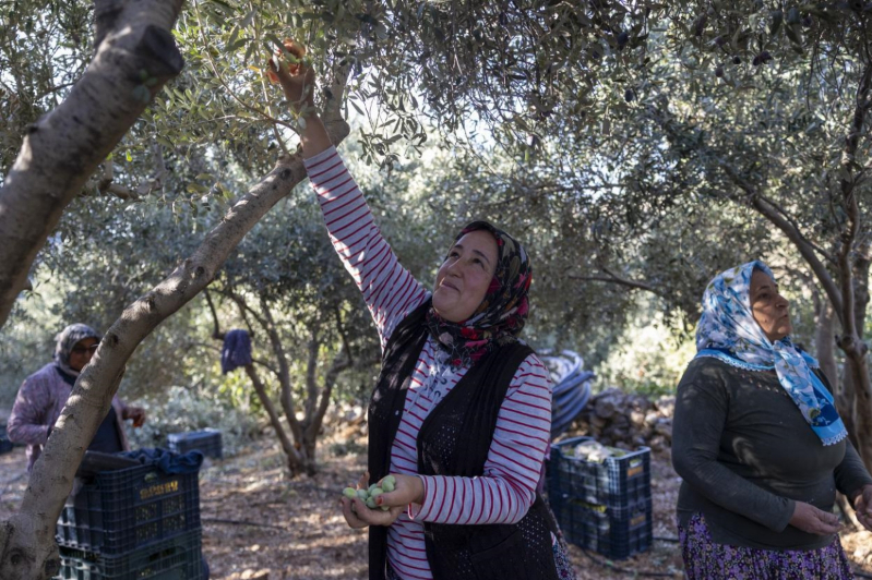 Mersin Büyükşehir’in zeytin fidanları üreticilere kazanç sağladı