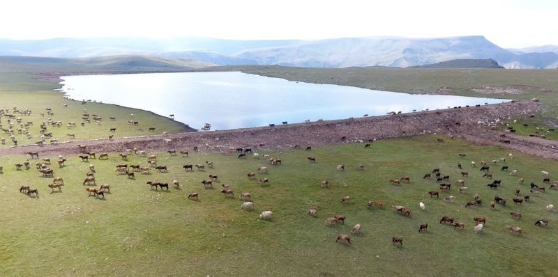 Erzurum Büyükşehir: Yeşilyayla'da sulama göleti yapılıyor