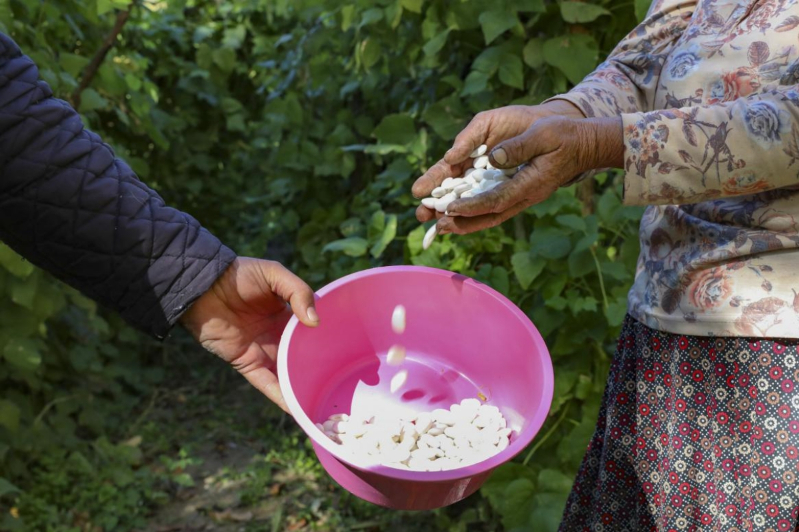 Mersin Büyükşehir, Gülnar’da Leklek Fasulyesi tohum desteği verdi
