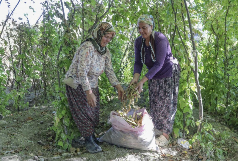 Mersin Büyükşehir, Gülnar’da Leklek Fasulyesi tohum desteği verdi