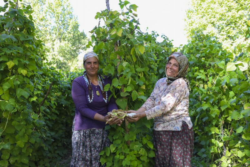 Mersin Büyükşehir, Gülnar’da Leklek Fasulyesi tohum desteği verdi