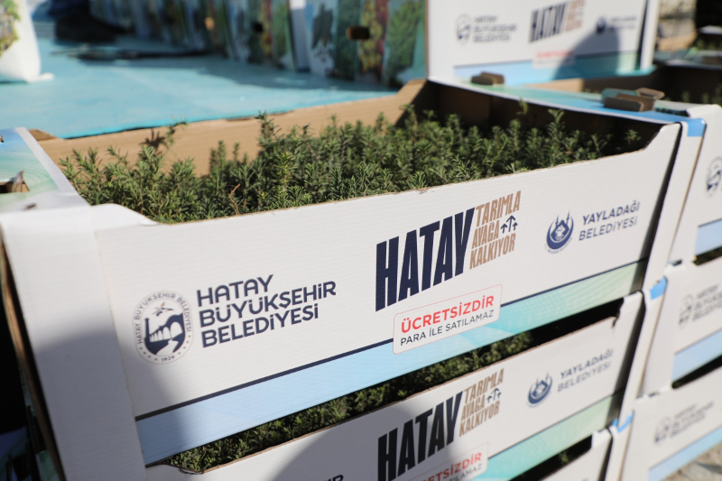 Hatay Büyükşehir, Yayladağı’nda aromatik bitki fideleri dağıttı