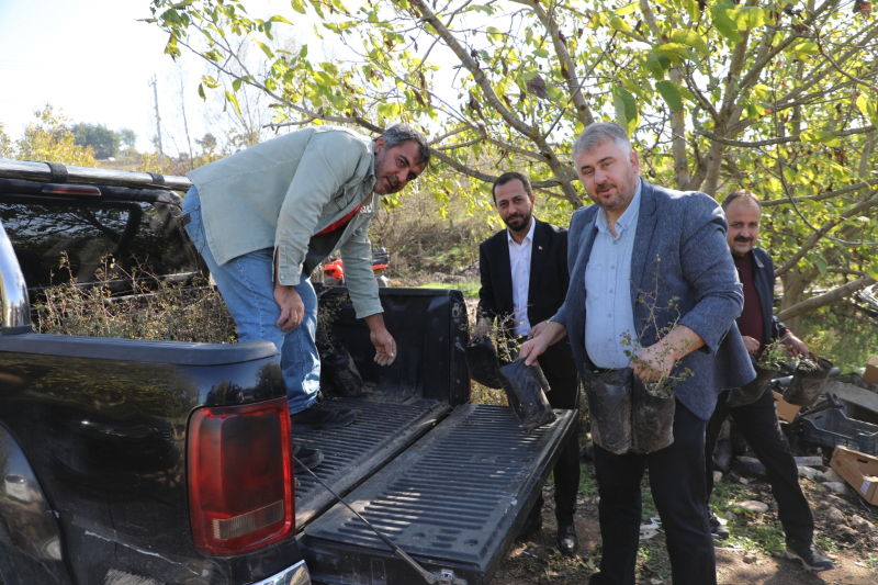 Hatay Büyükşehir, Yayladağı’nda aromatik bitki fideleri dağıttı