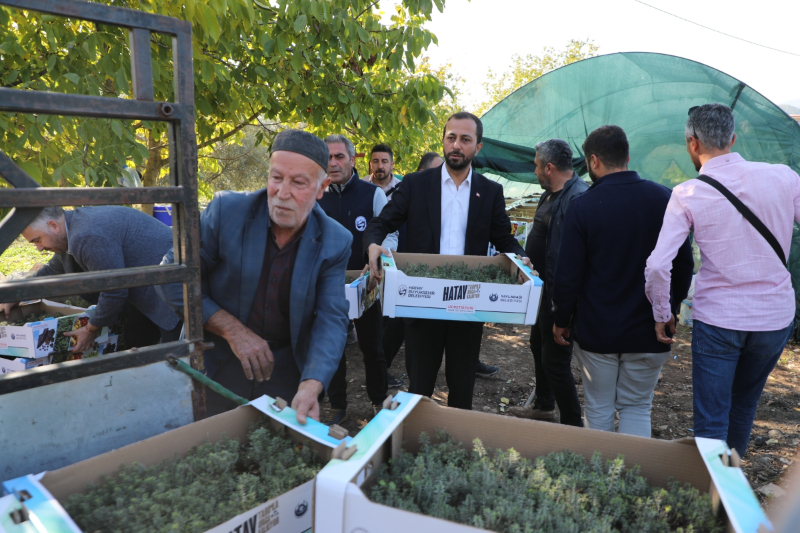 Hatay Büyükşehir, Yayladağı’nda aromatik bitki fideleri dağıttı