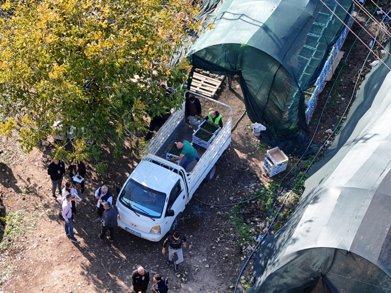 Hatay Büyükşehir, Yayladağı’nda aromatik bitki fideleri dağıttı