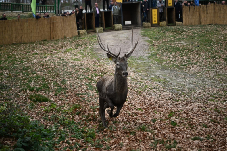 Kocaeli Büyükşehir 8 kızıl geyiği Kuzuyayla’da doğaya saldı