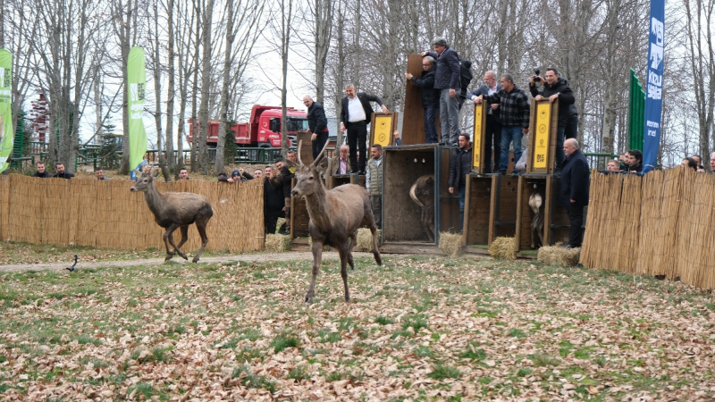 Kocaeli Büyükşehir 8 kızıl geyiği Kuzuyayla’da doğaya saldı