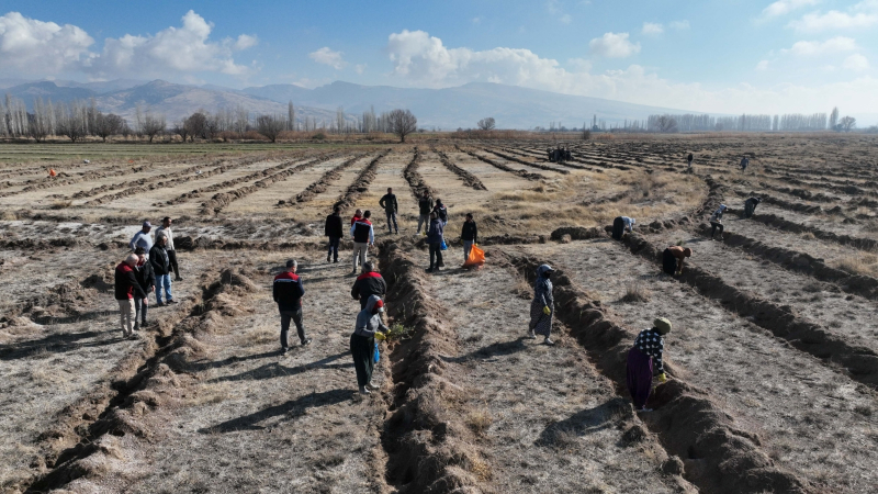 Kayseri İl Tarım ve Orman Müdürlüğü Develi’de Tuz Çalısı Dikti