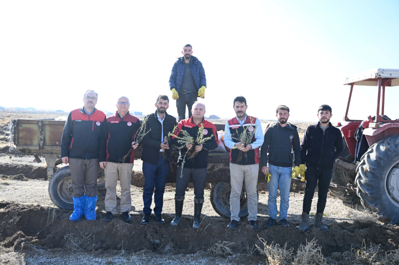 Kayseri İl Tarım ve Orman Müdürlüğü Develi’de Tuz Çalısı Dikti