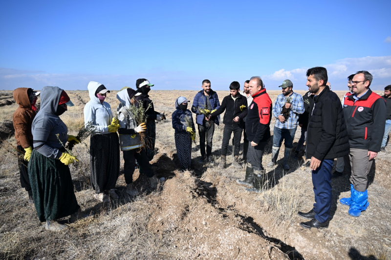 Kayseri İl Tarım ve Orman Müdürlüğü Develi’de Tuz Çalısı Dikti