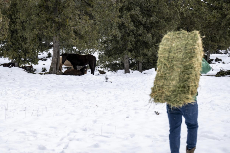 Mersin Büyükşehir, Tarsus Karboğazı’nda yılkı atlarını besledi