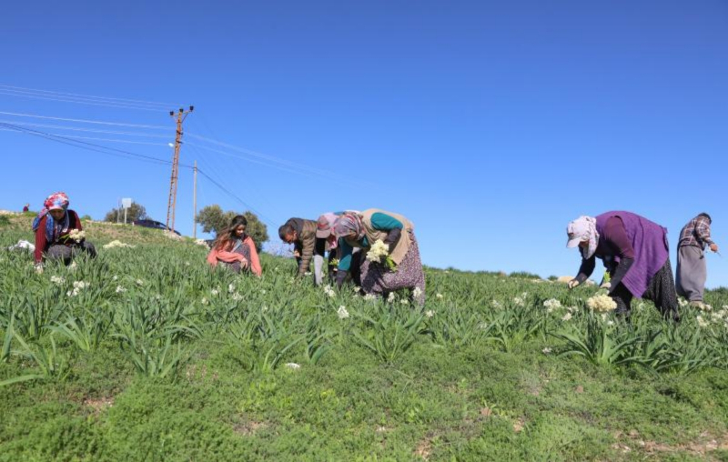 Mersin Büyükşehirden Tarsus’ta Nergis Soğanı Dağıtımını Destekliyor