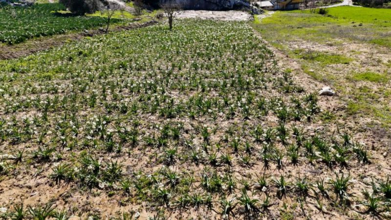 Mersin Büyükşehirden Tarsus’ta Nergis Soğanı Dağıtımını Destekliyor