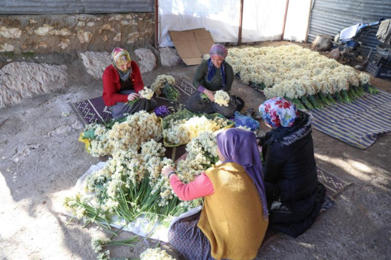 Mersin Büyükşehirden Tarsus’ta Nergis Soğanı Dağıtımını Destekliyor