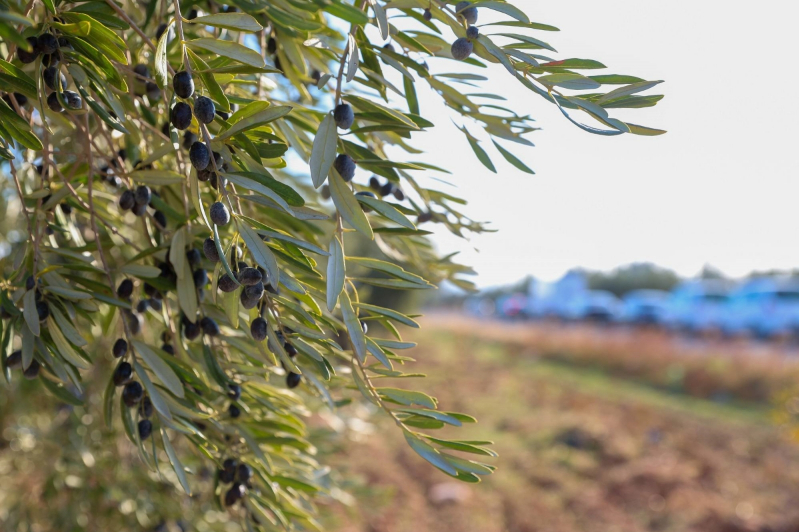 Gaziantep Büyükşehir Nizip’te çiftçilere 3,4 milyon litre mazot verdi