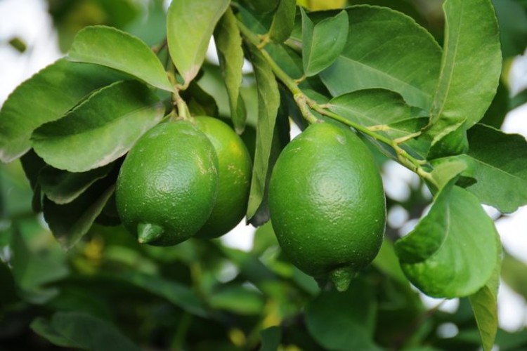 Limon fiyatları 2,5 TL'ye kadar düşecek