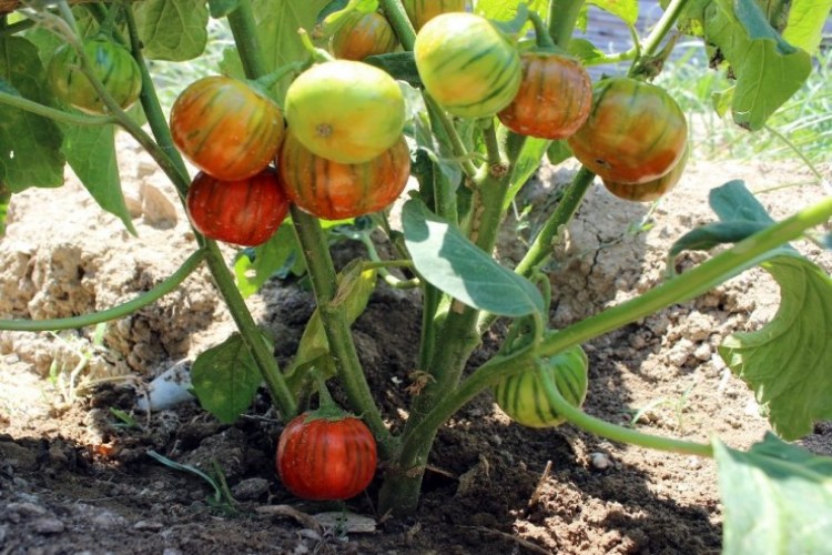 Domates Görünümlü Patlıcan, Görenleri Şaşırttı