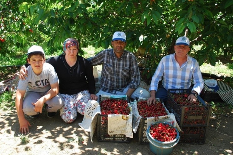 Tescilli Salihli Kirazı’nda hasat sevinci