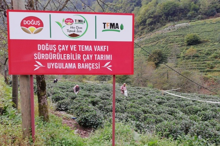 Toprak Varsa Çay Da Var