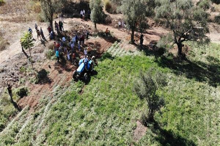 Marmaris Belediyesi ilk Yerfıstığı hasadını yaptı