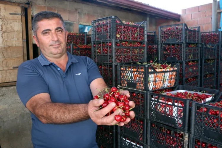 Tokat'ta Kiraz İhracatı Başladı